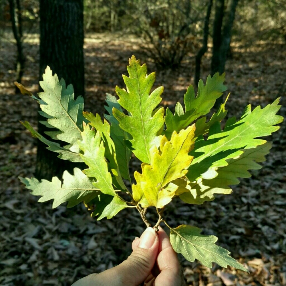 Meet your Posher, Dorthy